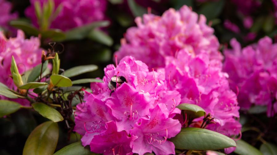 Blommor i parken